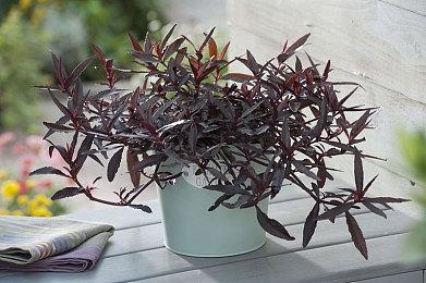 风格致敬星露谷 《Super Zoo Story》剧情预告片赏